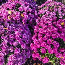 Load image into Gallery viewer, 9" Fall Mum - Purple