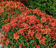 Load image into Gallery viewer, 9" Fall Mum - Orange
