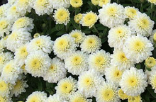 Load image into Gallery viewer, 9" Fall Mum - White
