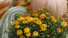 Load image into Gallery viewer, 9" Fall Mum - Yellow
