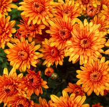 Load image into Gallery viewer, 9" Fall Mum - Orange
