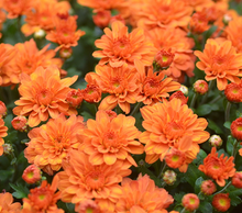 Load image into Gallery viewer, 9" Fall Mum - Orange
