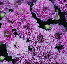 Load image into Gallery viewer, 9" Fall Mum - Purple
