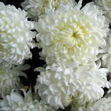 Load image into Gallery viewer, 9" Fall Mum - White
