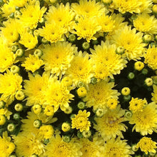 Load image into Gallery viewer, 9" Fall Mum - Yellow

